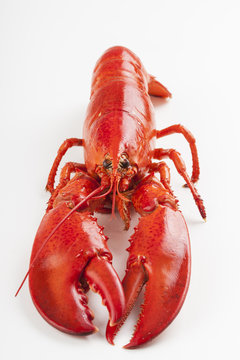 Raw lobster isolated