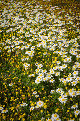 Field of daisies