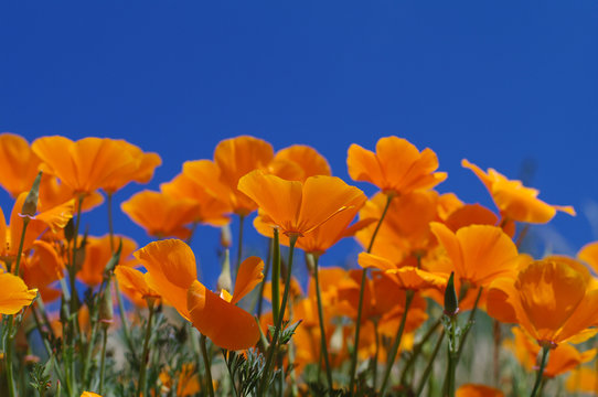 Pavot de Californie (Pavot d'Am&eacute;rique)