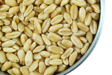 Grains of wheat close-up
