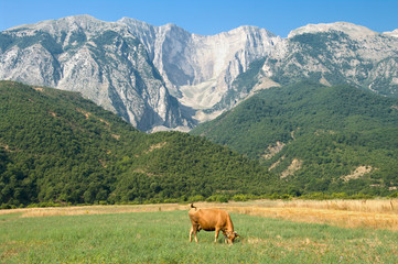 Fototapeta na wymiar Cow And Mountains In Albania