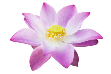 lotus isolé avec le fond blanc