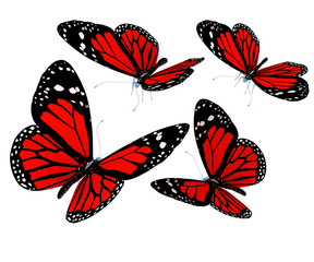 Fototapeta na wymiar Red butterflies isolated on white background