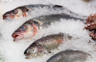Trout, seabass and other seafood on market stall