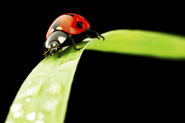ladybug isolated on black