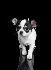 Chihuahua puppy stands on black background