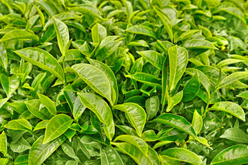 tea leaf - 51807728