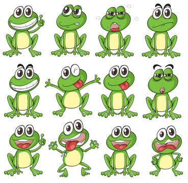 Different faces of a frog