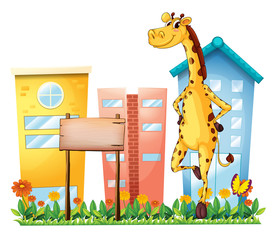 Naklejka na ściany i meble A giraffe standing beside an empty wooden signboard