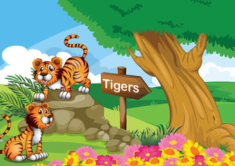 Obraz na płótnie Canvas Two tigers near the signboard