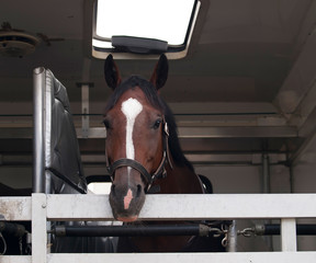 Sport horse wainting in vehicle before showjumping competition