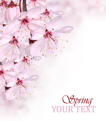 Pink spring blossom border background