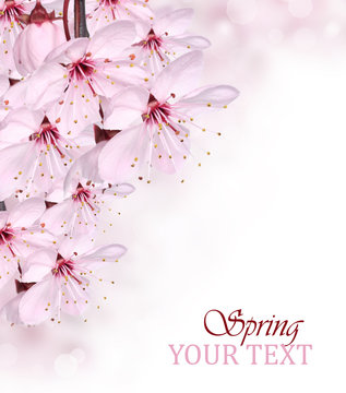 Fototapeta Pink spring blossom border background
