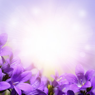 Fototapeta Campanula spring flowers design border background