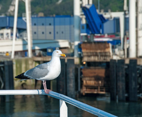 Mouette