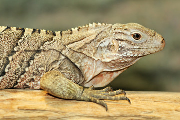 Cuban iguana