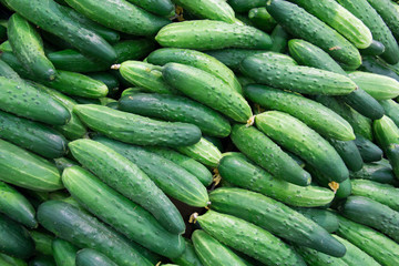 Fresh cucumbers in the market.