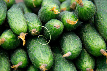 Fresh cucumbers in the market.