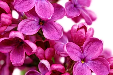 Printed kitchen splashbacks Macro Beautiful Bunch of Lilac close-up