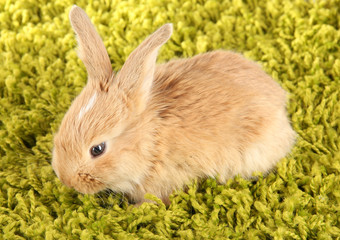 Fluffy foxy rabbit on carpet close-up