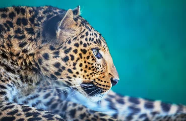 Gardinen Leopard © Galyna Andrushko