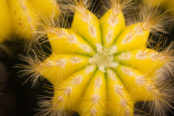 Yellow prickly pear