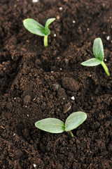 Green seedling growing from soil close-up.