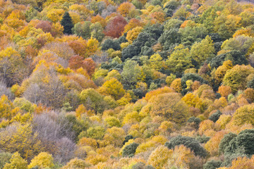 trees with autumn colours