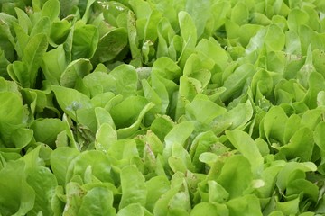 Cultivation of salad