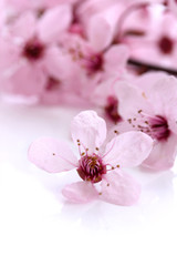 Beautiful cherry blossom isolated on white