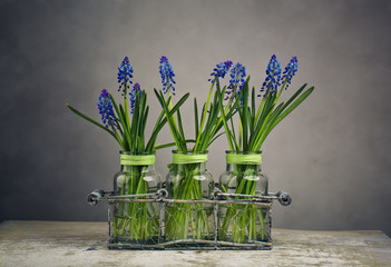 Hyacinth Still Life