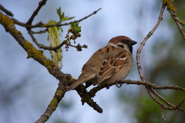 Sparrow on a spring tree looking in camera