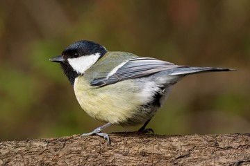 Titmouse on a branch looking left