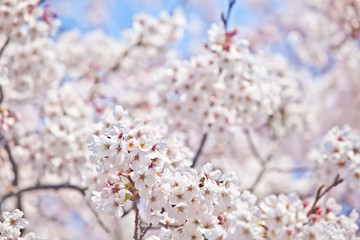 Obraz premium Kirschblüten