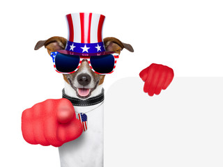 usa american dog