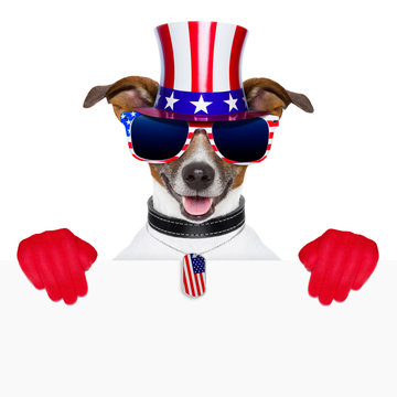 usa american dog