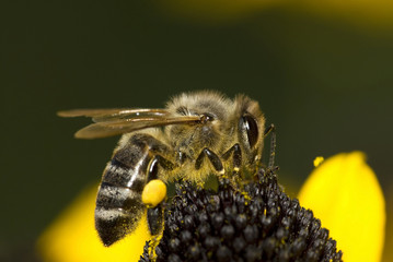 Honey bee