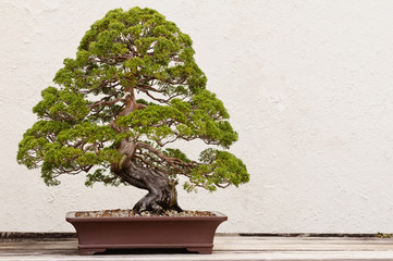 Potted Bonsai Tree