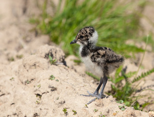 Chick of Lapwing