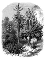 Yuccas Varieties : Filamentosa - Aloifolia - Gloriosa - obrazy, fototapety, plakaty