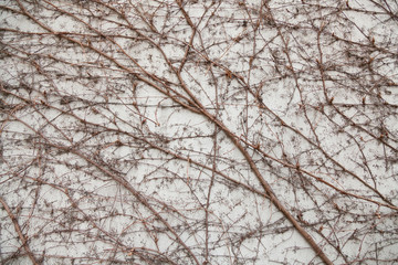 Vine on the wall pattern