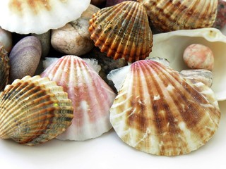 multicolor snails' shells