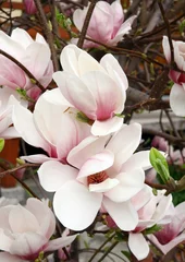 Foto op Canvas roze magnolia in bloei © Maria Brzostowska