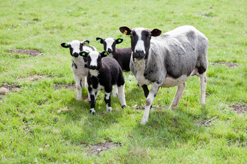 Fototapeta premium sheep and three lambs in meadow