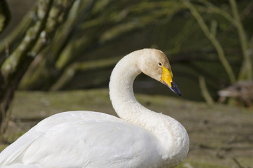 Whooper Swan, Cygnus cygnus