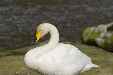 Fototapeta premium Whooper Swan, Cygnus cygnus