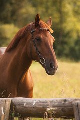 Naklejka premium Horse portrait in summer