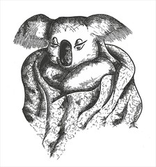 koala vector illustration