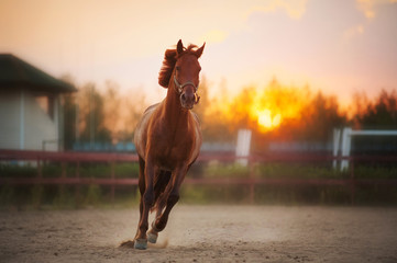 Naklejka premium brown horse running at sunset