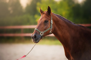 Horse portrait in summer